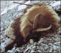 Himalayan Bull Tahr