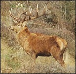 20pt Red Stag - South Island